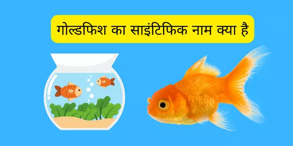 गोल्डफिश का साइंटिफिक नाम क्या है | Goldfish ka Scientific Naam kya hai
